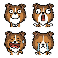 Overreaction Rough Collie 1st