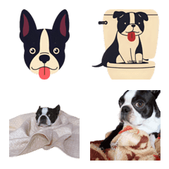 Emoji with Ode [ Boston Terrier ]