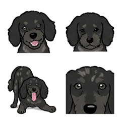 Doxiepoo - Black (Dog)