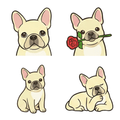 치와풀 크림 (치와와×프렌치) (개)