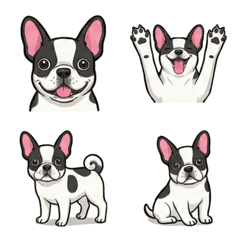 Chiwapull Pied (Chi/Frenchie) (Dog)