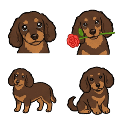 닥스푸 - 초코 앤 탄 (강아지)