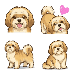 라사압소 (강아지)