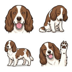 잉글리시 스프링거 스패니얼 (개)