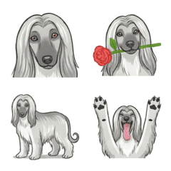 아프간 하운드 실버 (개)