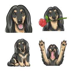 아프간 하운드 블랙 앤 탄 (개)