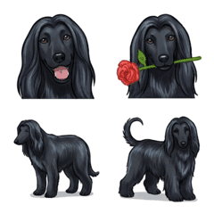 아프간 하운드 블랙 (개)