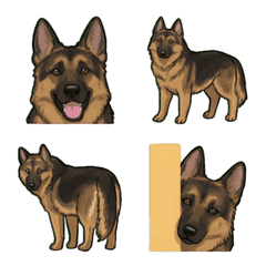 저먼 셰퍼드 (개)