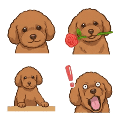 토이 푸들 브라운 (개)