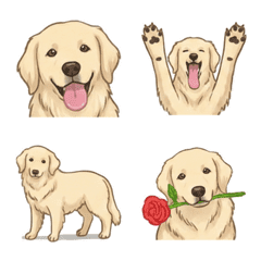 골든 리트리버 크림 (개)