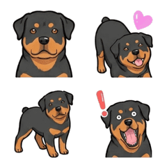 로트와일러 (강아지)