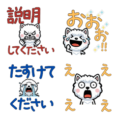 Polite Coton de Tulear 5th