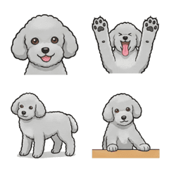 토이푸들 - 실버 (강아지)