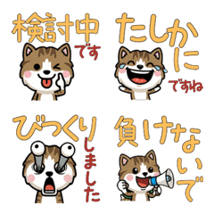 Anim. Polite Brown&White 6th