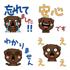 ลาบราดอร์ช็อกโกแลต 6th