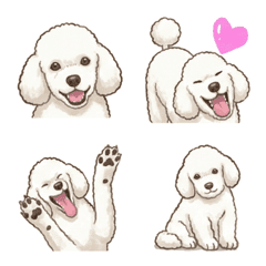 토이 푸들 - 화이트 (강아지)