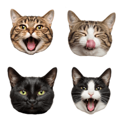 【毎日使える】物申す猫