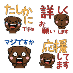 Polite Choco Lab 5th