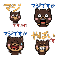 ชิวาวาช็อกโกแลต 5th สุภาพ