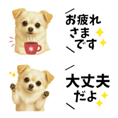 Daily Messages with Chihuahua