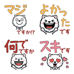 Polite White Pomeranian 5th