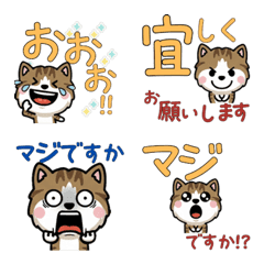 Polite Brown&White Tabby 5th