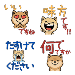 Polite Cream Pomeranian 5th