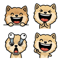 Overreaction Cream Pomeranian 1st