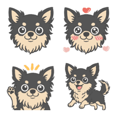 Black and tan Chihuahua