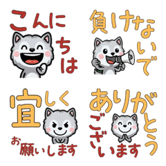 Polite Silver Chinchilla 5th