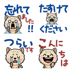 Anim. Polite Chantilly 6th