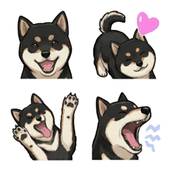 Shiba Inu Black (Dog)