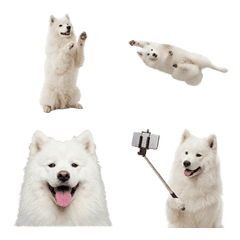 ซามอยด์ ภาพสมจริง