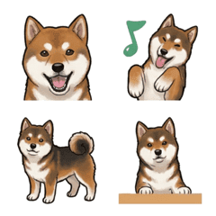 Shiba Inu Sesame (Dog)