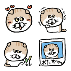 動く★まんまるスコティッシュフォールド★