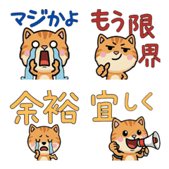 動くカメオタビー猫4