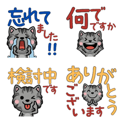 Polite Smoke Cat 5th