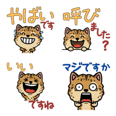 Polite Serengeti 5th