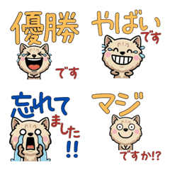 Polite Chantilly 5th