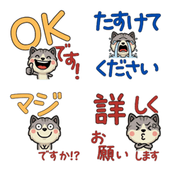 Polite Shaded Cat 5th