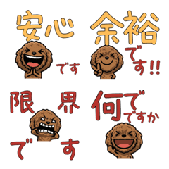 Polite ToyPoodle 5th