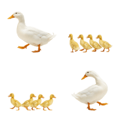 a duck family