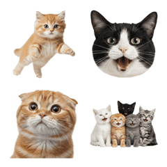 Everyday Cat Emoji !