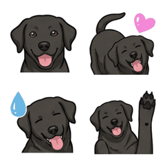 Labrador Retriever Black (Dog)