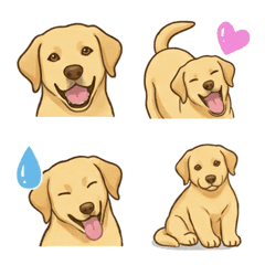 Labrador Retriever Yellow (Dog)