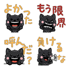 Overreaction Black Maine Coon 3rd