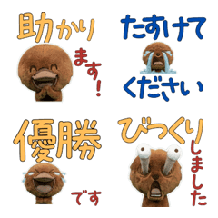 Polite Platypus 11th