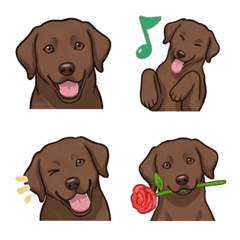 Labrador Retriever Chocolate (Dog)