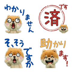 Polite Pomeranian 5th