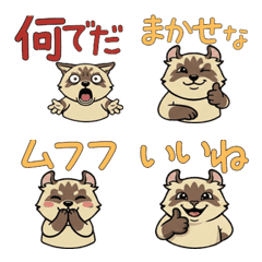 Animated Reaction American Curl  16th